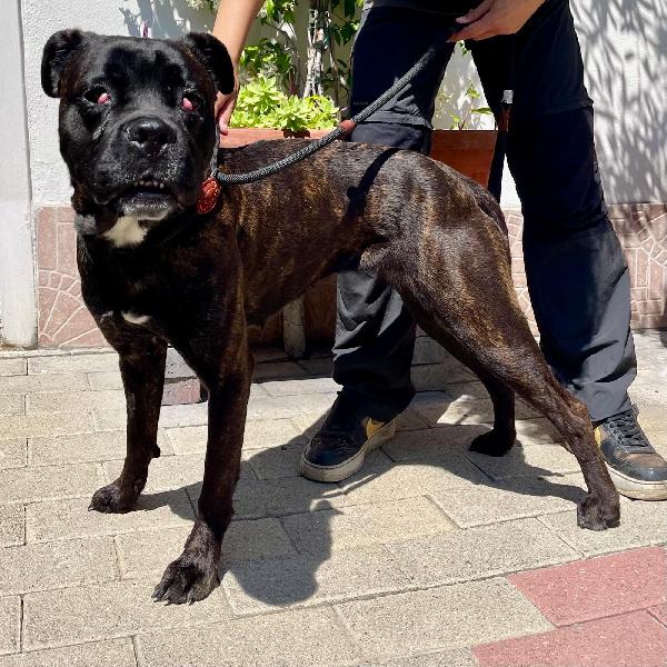 CHERRY BOXERINA Foto 3